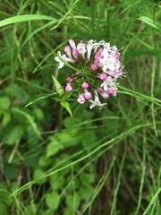Valeriana capitata