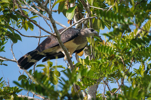 Crested Eagle