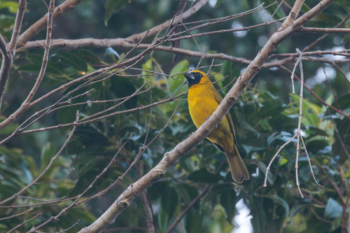Yellow-green Grosbeak (Caryothraustes canadensis), photo 8