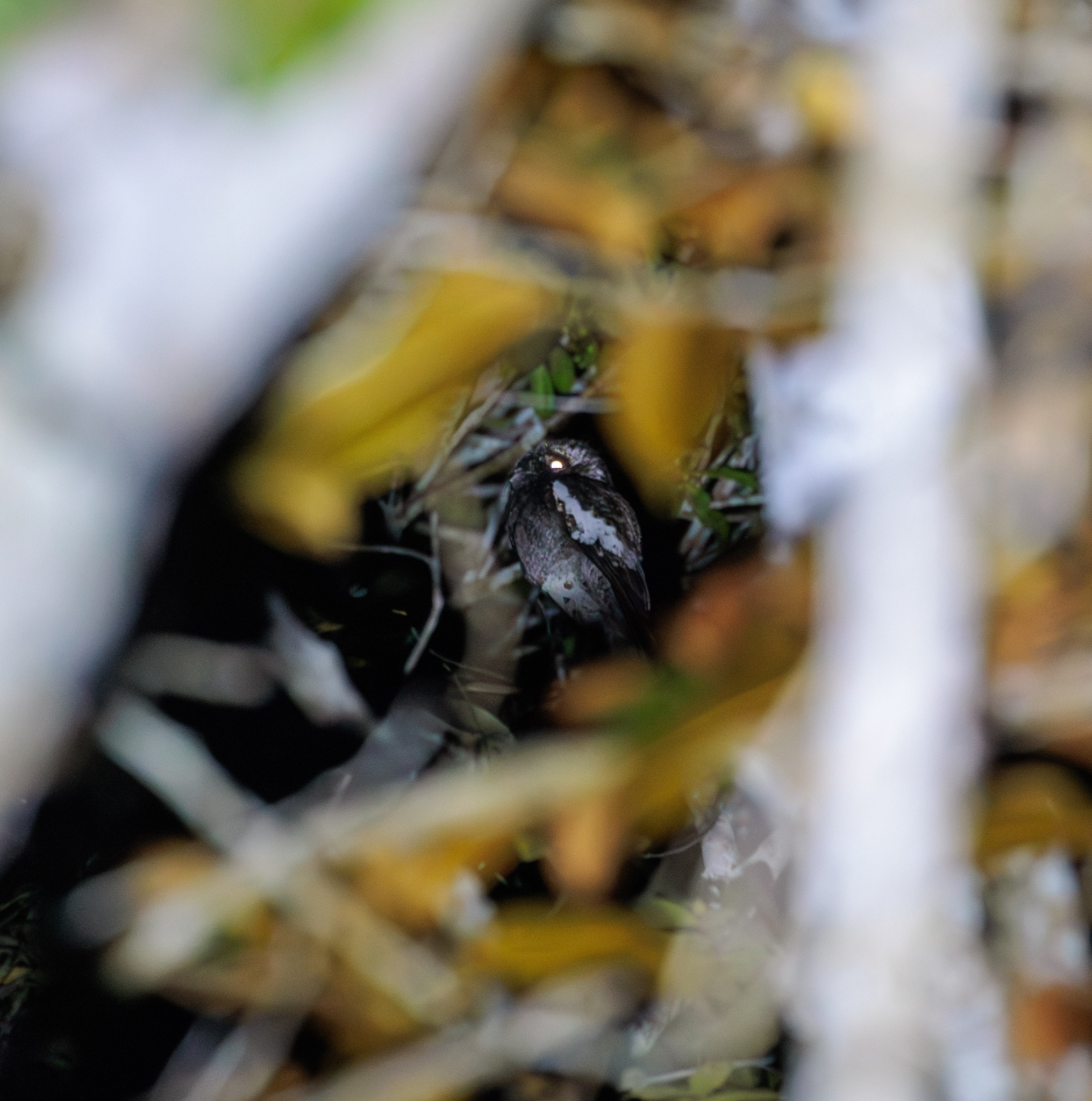 White-winged Potoo (Nyctibius leucopterus), photo 1