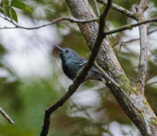 Band-tailed Antwren (Myrmotherula urosticta), photo 2