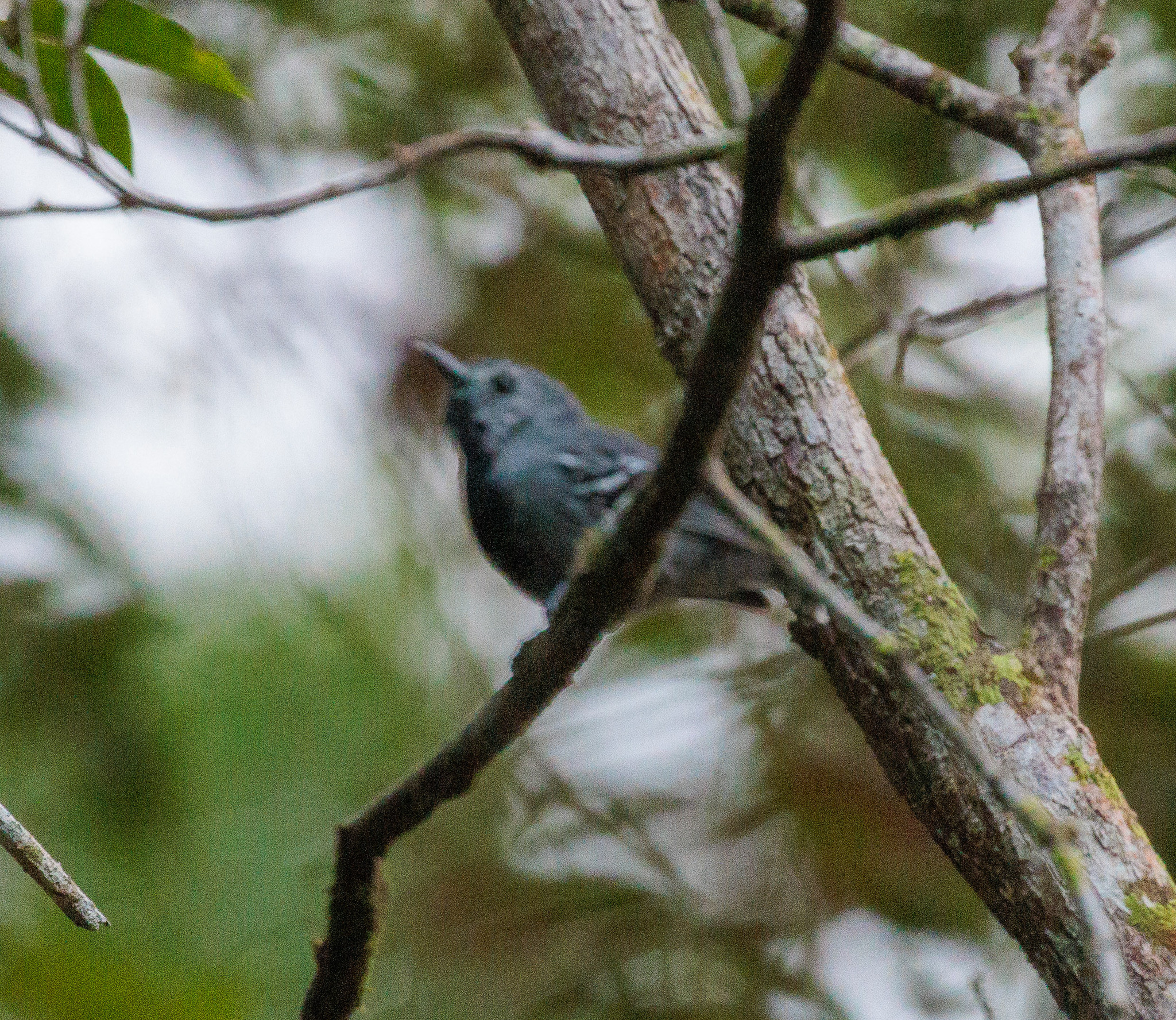 Band-tailed Antwren (Myrmotherula urosticta), photo 1