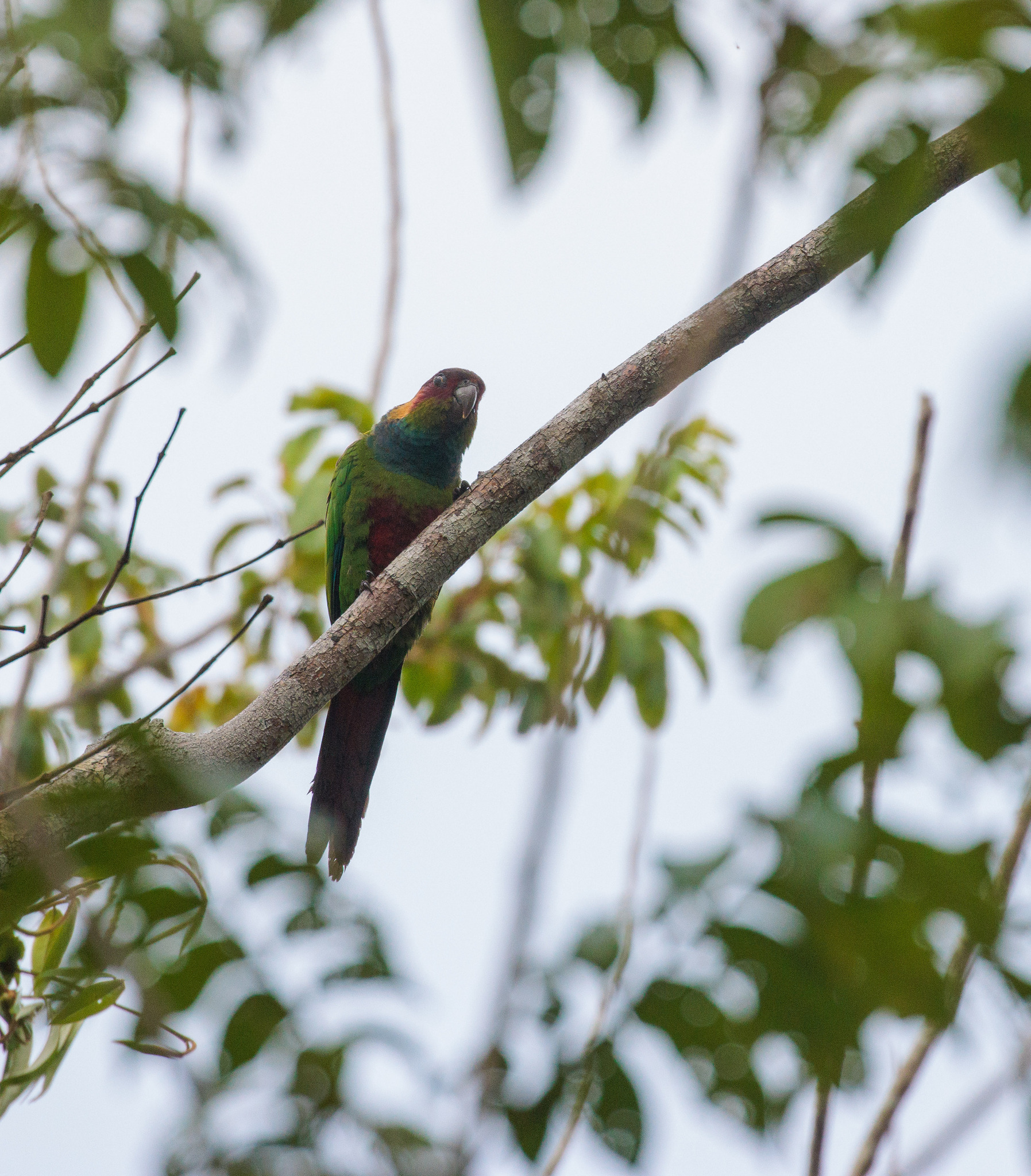 Ochre-marked Parakeet (Pyrrhura cruentata), photo 4