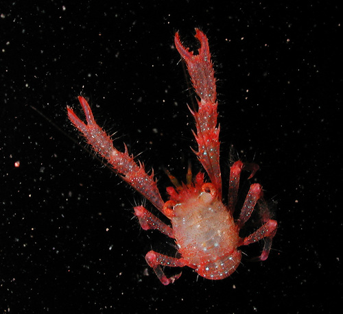 Galathea spinosorostris observed 2009-03-15