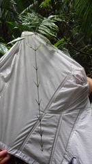 Desmoncus orthacanthos