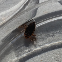 Coptotomus longulus
