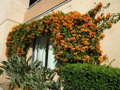 Pyrostegia