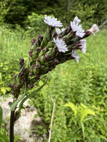 tall blue lettuce