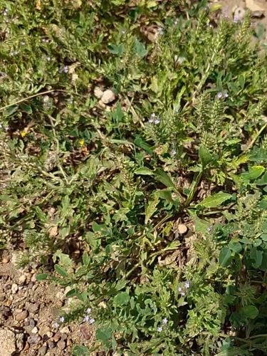 Bigbract Verbena