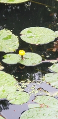Nuphar lutea