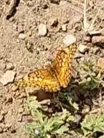 Variegated Fritillary