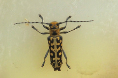 Saperda scalaris