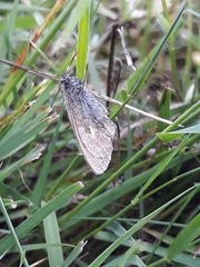 Coenonympha pamphilus