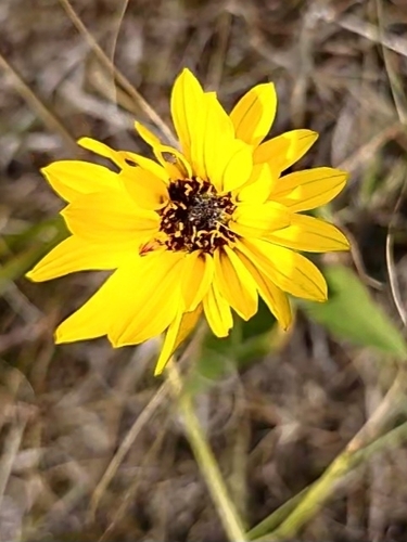 Stiff Sunflower