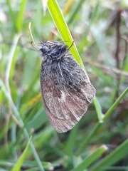 Coenonympha pamphilus