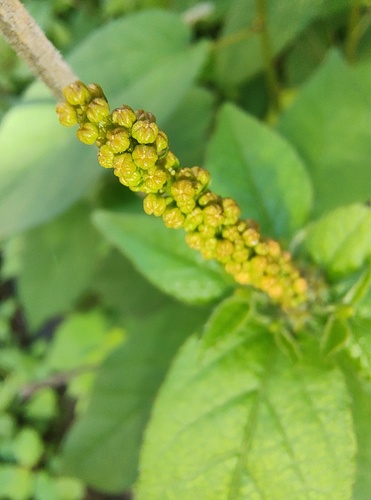 Croton adspersus