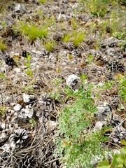 Thalictrum foetidum
