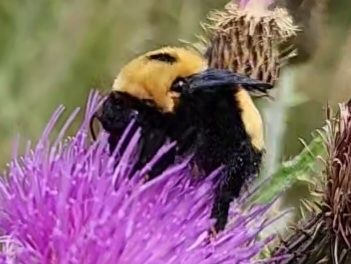 Nevada Bumble Bee