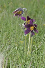 Pulsatilla rubra