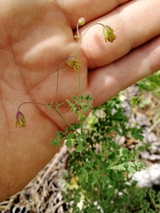 Thalictrum foetidum
