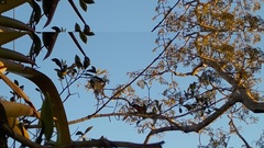 Euphonia rufiventris