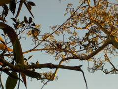 Euphonia rufiventris