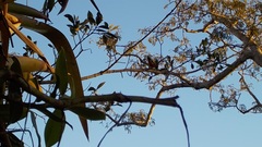 Euphonia rufiventris