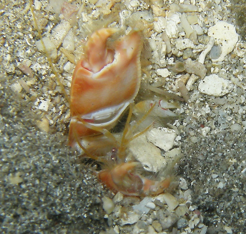 Corallianassa borradailei observed 2010-11-22