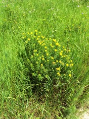 Chamaecytisus austriacus