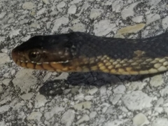 Nerodia fasciata × clarkii