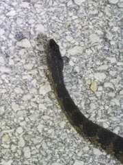 Nerodia fasciata × clarkii