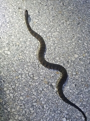 Nerodia fasciata × clarkii