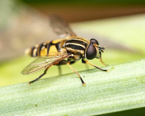 Sun Fly photo 2
