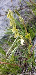 Hedysarum sulphurescens