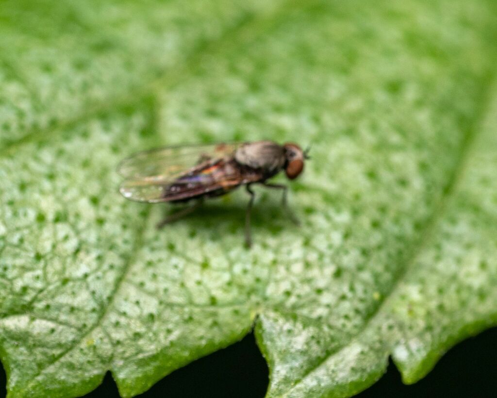 Agathomyia antennata