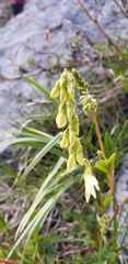 Hedysarum sulphurescens