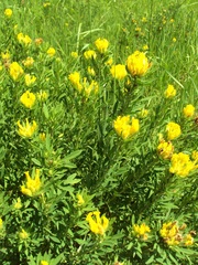 Chamaecytisus austriacus