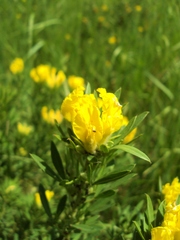 Chamaecytisus austriacus