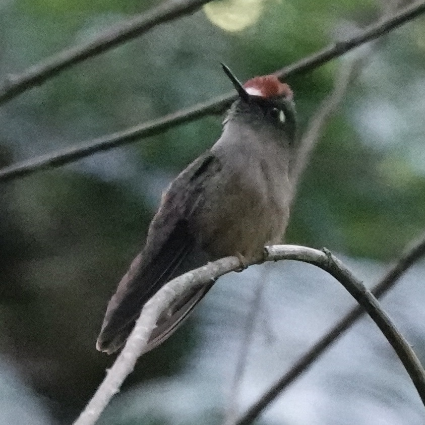 Santa Marta Blossomcrown (Anthocephala floriceps), photo 4