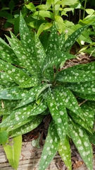 Pulmonaria officinalis