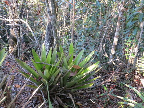 Aechmea lilacinantha (Aechmea lilacinantha)