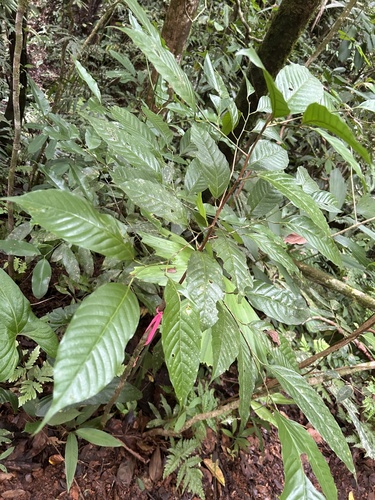 Minquartia guianensis - Whole tree