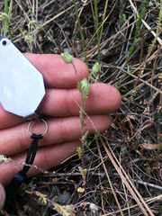 Polemonium micranthum