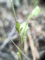 Polemonium micranthum