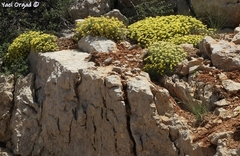 Alyssum baumgartnerianum