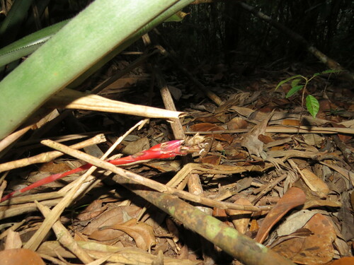 Quesnelia lateralis