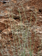 Anarrhinum forskaohlii