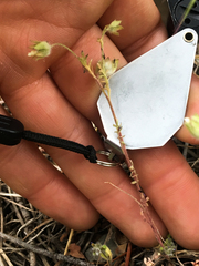 Polemonium micranthum