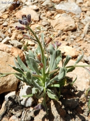 Anchonium billardierei