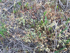 Polemonium micranthum